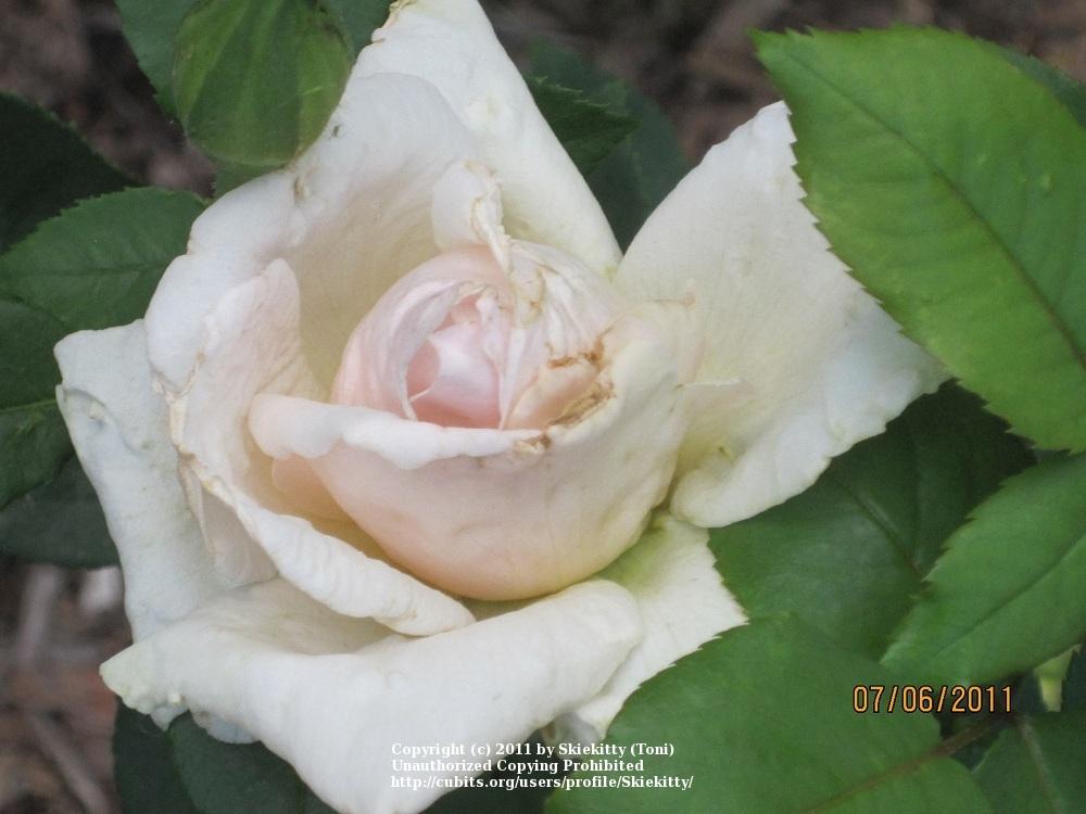 Photo of Rose (Rosa 'Medallion') uploaded by Skiekitty