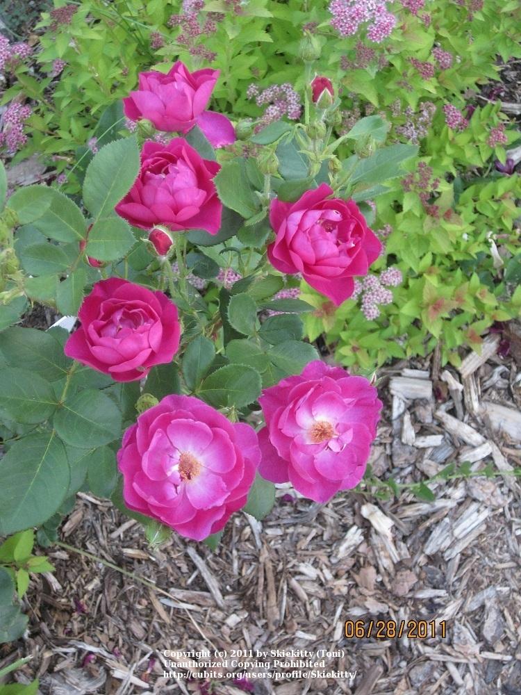 Photo of Rose (Rosa 'Purple Heart') uploaded by Skiekitty