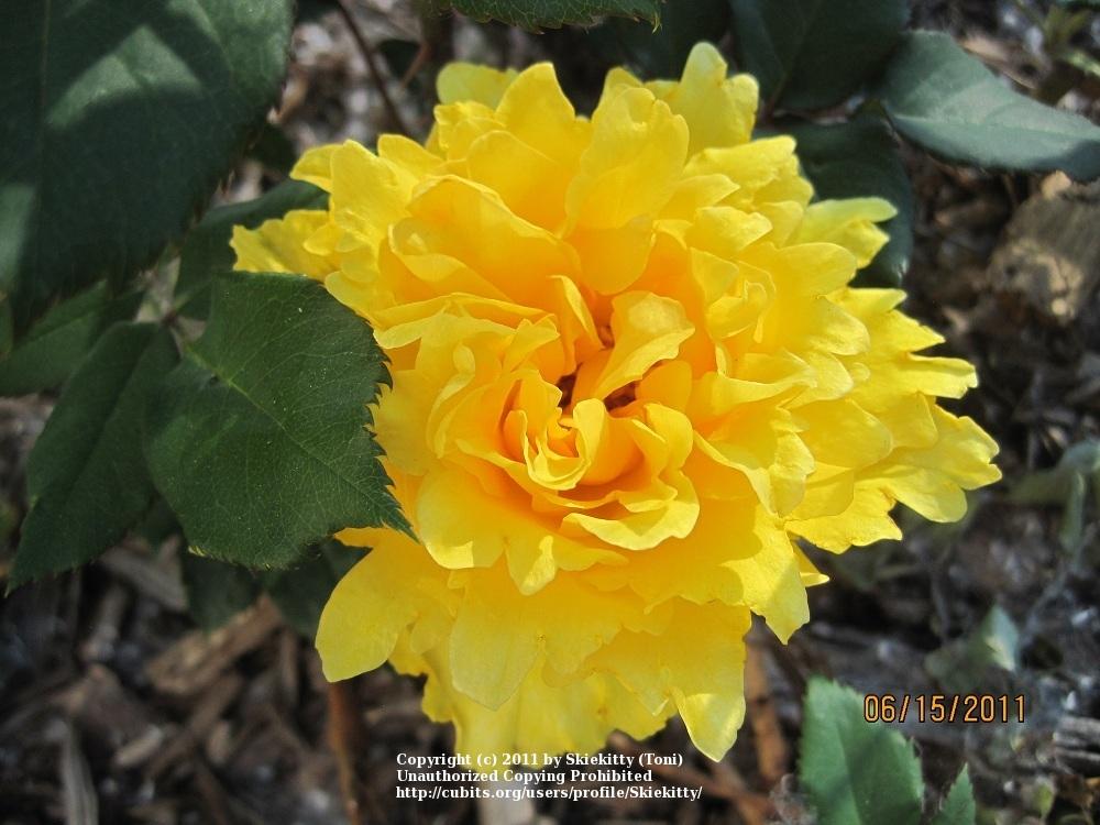 Photo of Rose (Rosa 'Golden Masterpiece') uploaded by Skiekitty