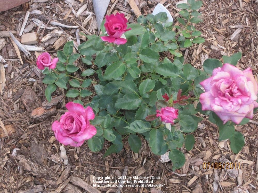 Photo of Rose (Rosa 'Fragrant Plum') uploaded by Skiekitty