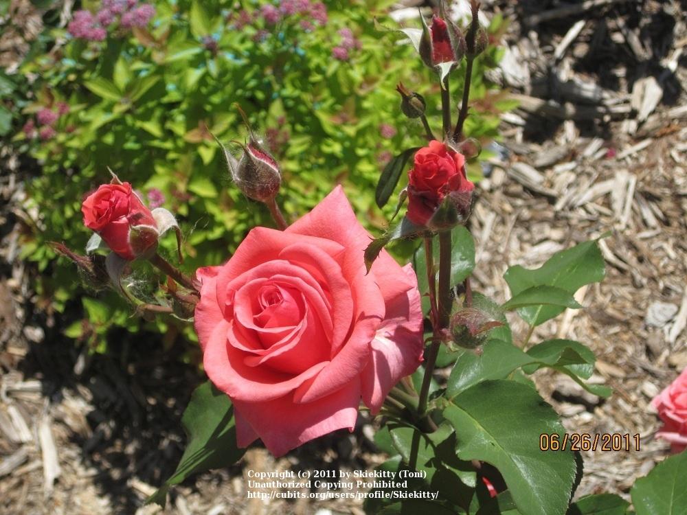 Photo of Rose (Rosa 'Montezuma') uploaded by Skiekitty
