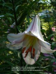 Thumb of 2011-07-07/magnolialover/a15ba8