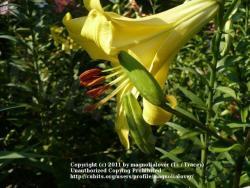 Thumb of 2011-07-07/magnolialover/fd6c8a