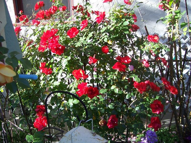 Photo of Rose (Rosa 'La Sevillana') uploaded by Calsurf73