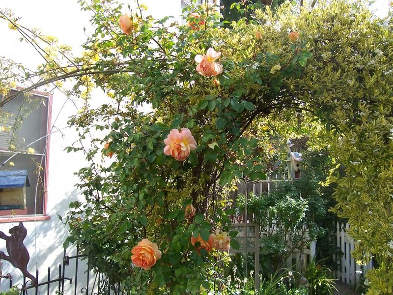 Photo of English Shrub Rose (Rosa 'Pat Austin') uploaded by Calsurf73