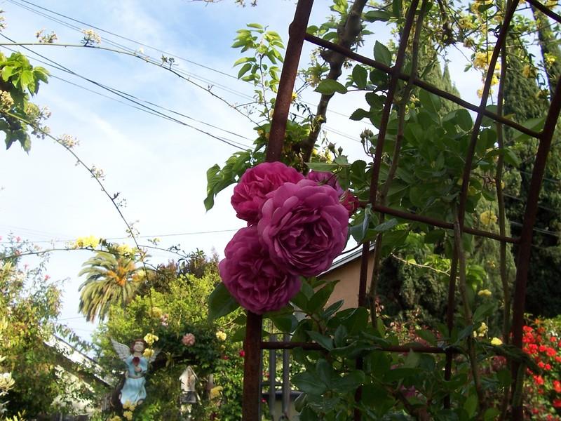 Photo of Rose (Rosa 'Excellenz von Schubert') uploaded by Calsurf73