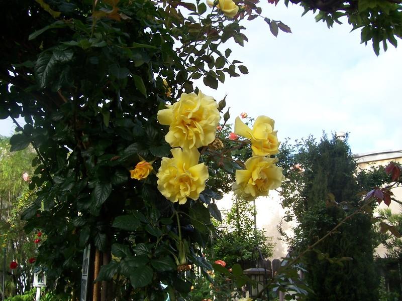Photo of Rose (Rosa 'Lemon Meringue') uploaded by Calsurf73