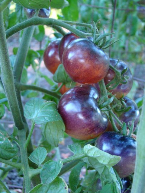 Photo of Tomato (Solanum lycopersicum 'OSU Blue') uploaded by Patti1957