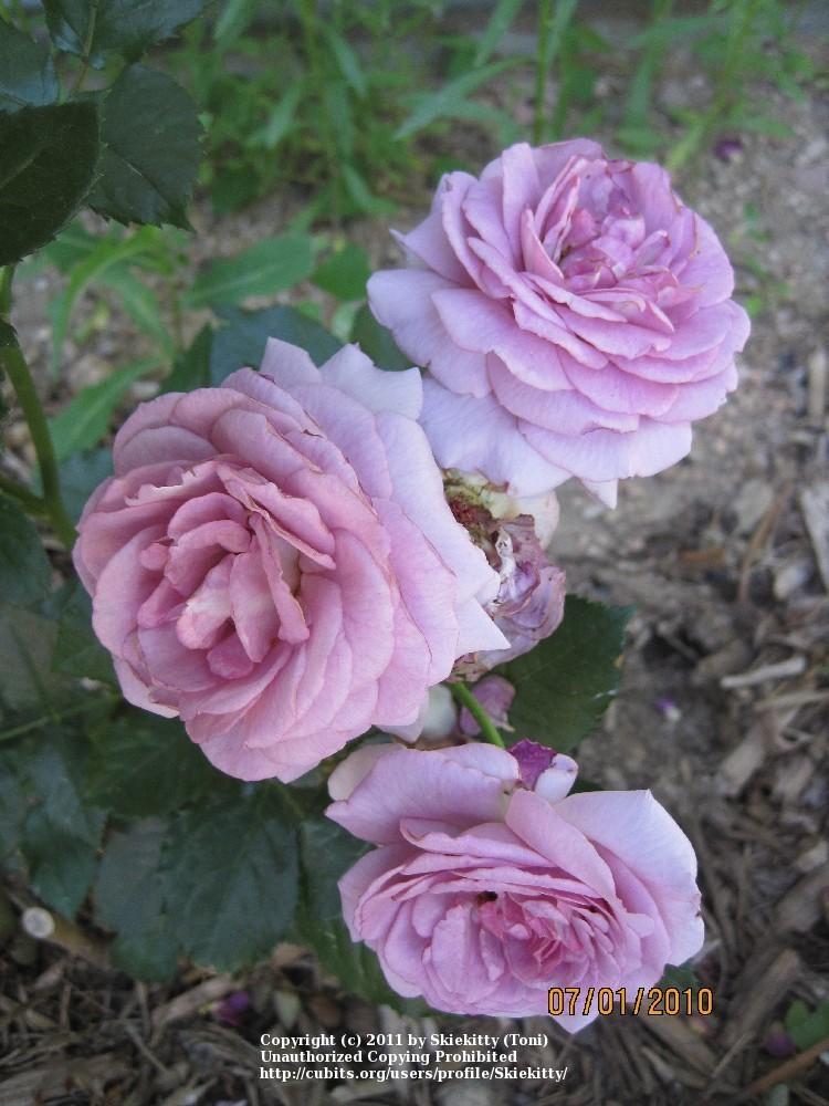 Photo of Rose (Rosa 'Enchanted Evening') uploaded by Skiekitty