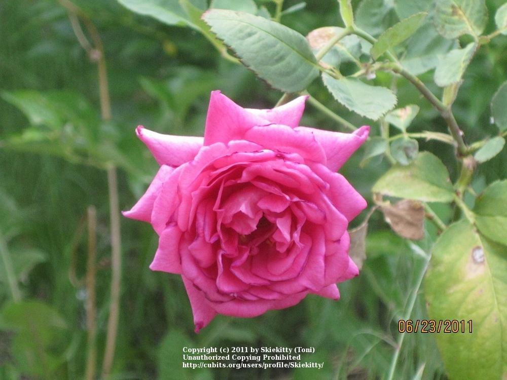 Photo of Rose (Rosa 'Twilight Tryst') uploaded by Skiekitty