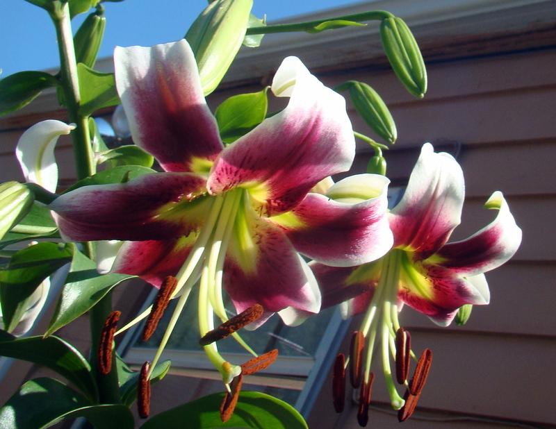 Photo of Lily (Lilium 'Leslie Woodriff') uploaded by stilldew