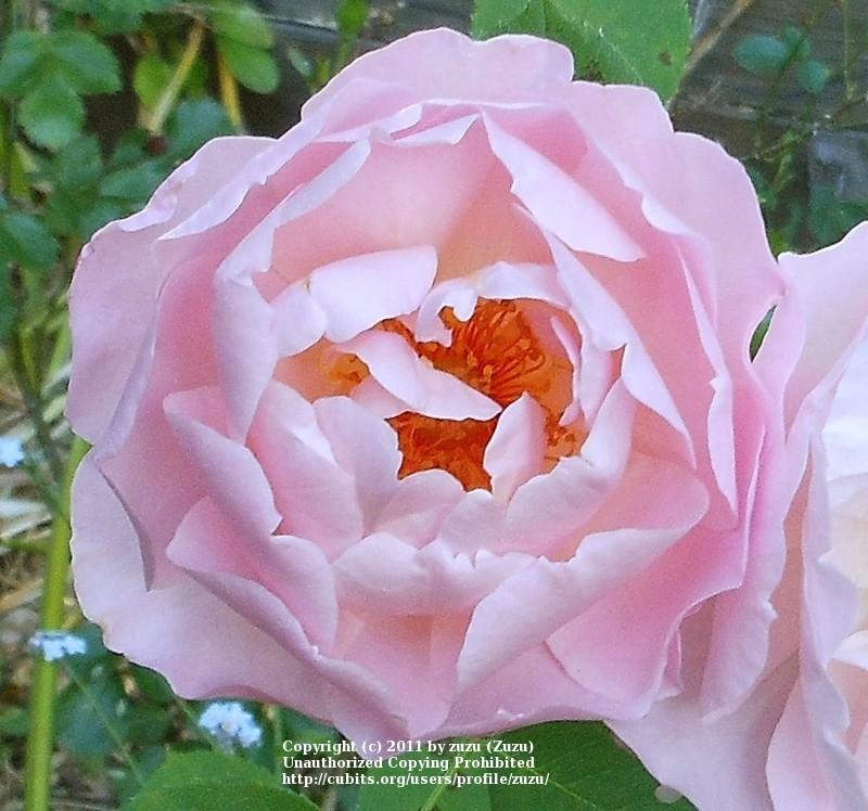 Photo of Rose (Rosa 'Belle Story') uploaded by zuzu