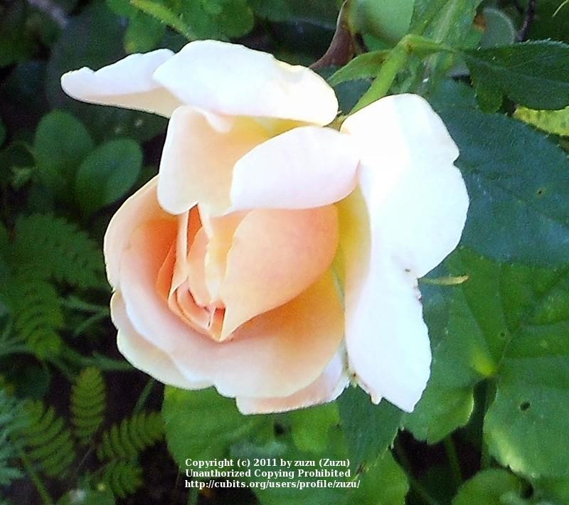 Photo of Rose (Rosa 'Lykke Dazla') uploaded by zuzu