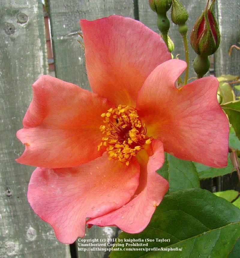 Photo of Rose (Rosa 'Morning Mist') uploaded by kniphofia