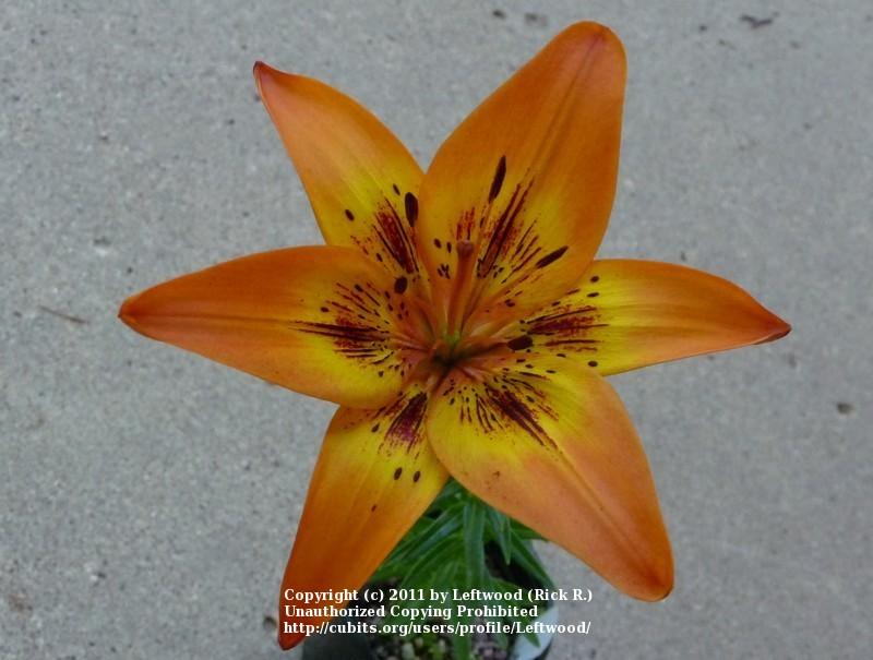 Photo of Asiatic Lily (Lilium 'Cathedral Windows') uploaded by Leftwood