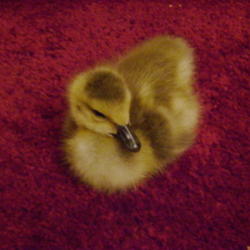 2011-07-10/duckmother/4786d6