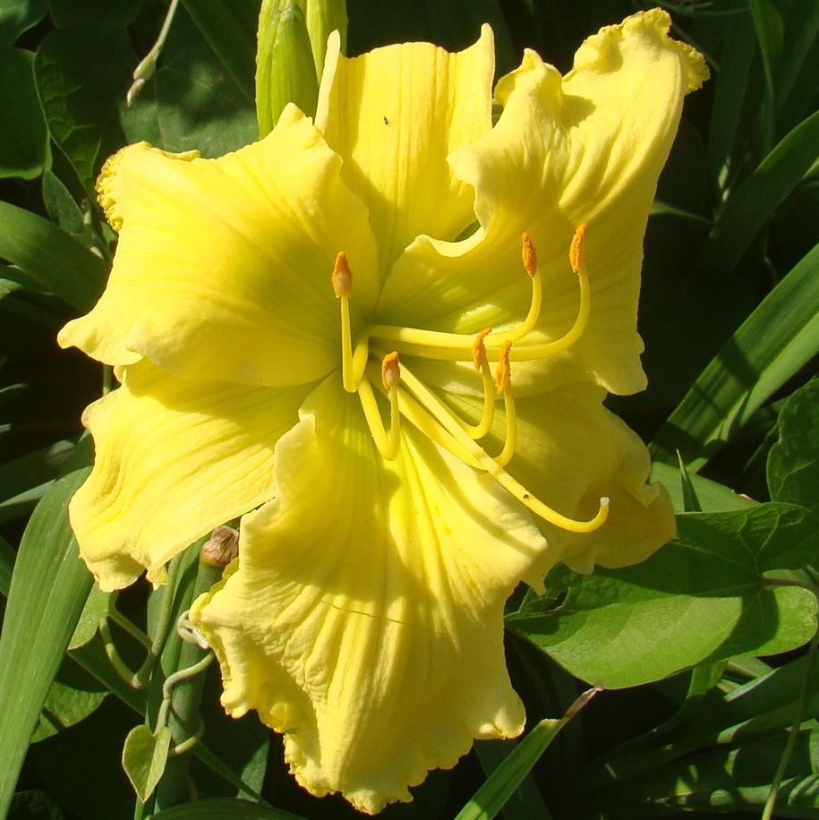 Photo of Daylily (Hemerocallis 'Planet Claire') uploaded by stilldew