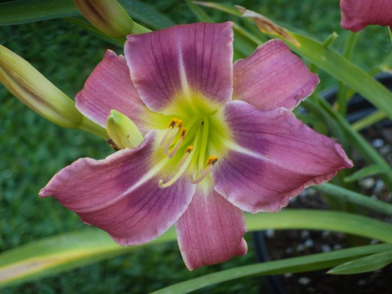 Photo of Daylily (Hemerocallis 'Westbourne on the Wings of a Dove') uploaded by Betja