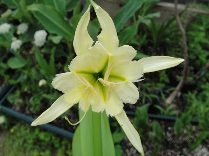Photo of Peruvian Daffodil (Hymenocallis 'Sulphur Queen') uploaded by lakesidecallas