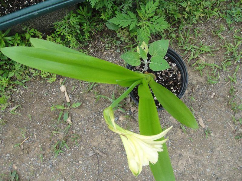Photo of Peruvian Daffodil (Hymenocallis 'Sulphur Queen') uploaded by lakesidecallas
