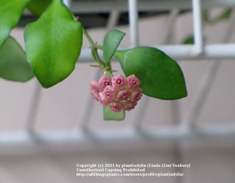 Photo of Wax Plant (Hoya heuschkeliana) uploaded by plantladylin