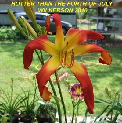 Photo of Daylily (Hemerocallis 'Hotter than the Fourth of July') uploaded by spunky1