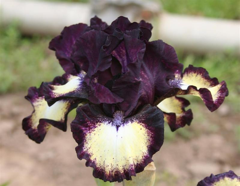 Photo of Intermediate Bearded Iris (Iris 'Spectator') uploaded by KentPfeiffer