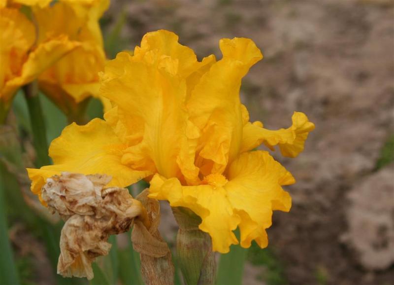 Photo of Intermediate Bearded Iris (Iris 'Solar Gain') uploaded by KentPfeiffer