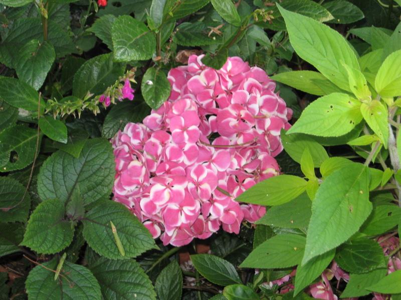 Photo of Mophead Hydrangea (Hydrangea macrophylla Buttons 'N Bows®) uploaded by wcgypsy