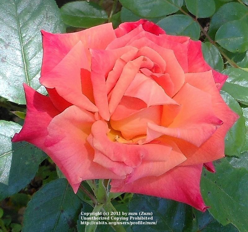 Photo of Rose (Rosa 'Bronze Sunset') uploaded by zuzu