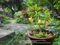 Thumb of 2011-07-14/gardenersdetective/eca0d1