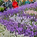 Hampton Court Palace Flower Show (Part 2)