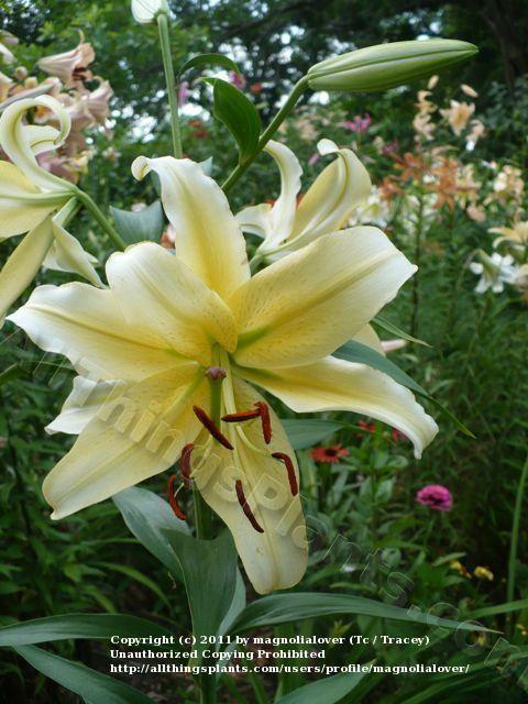 Photo of Lily (Lilium 'Georgette') uploaded by magnolialover