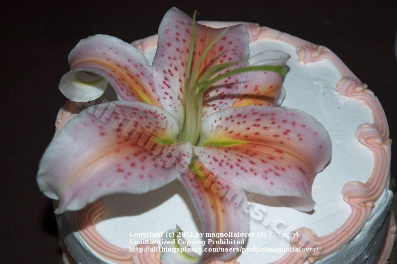 Photo of Lily (Lilium 'Salmon Star') uploaded by magnolialover