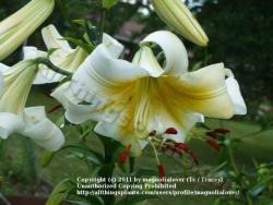 Thumb of 2011-07-15/magnolialover/47e32a