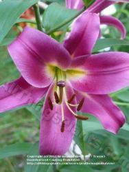 Thumb of 2011-07-15/magnolialover/787038