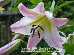 Thumb of 2011-07-15/magnolialover/afa832