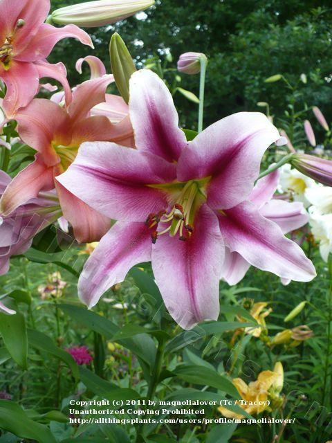 Photo of Lily (Lilium 'Purple King') uploaded by magnolialover