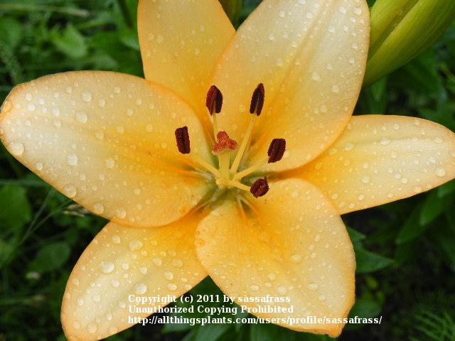 Photo of Lily (Lilium 'Menorca') uploaded by sassafrass
