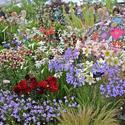 Hampton Court Palace Flower Show (Part 3)