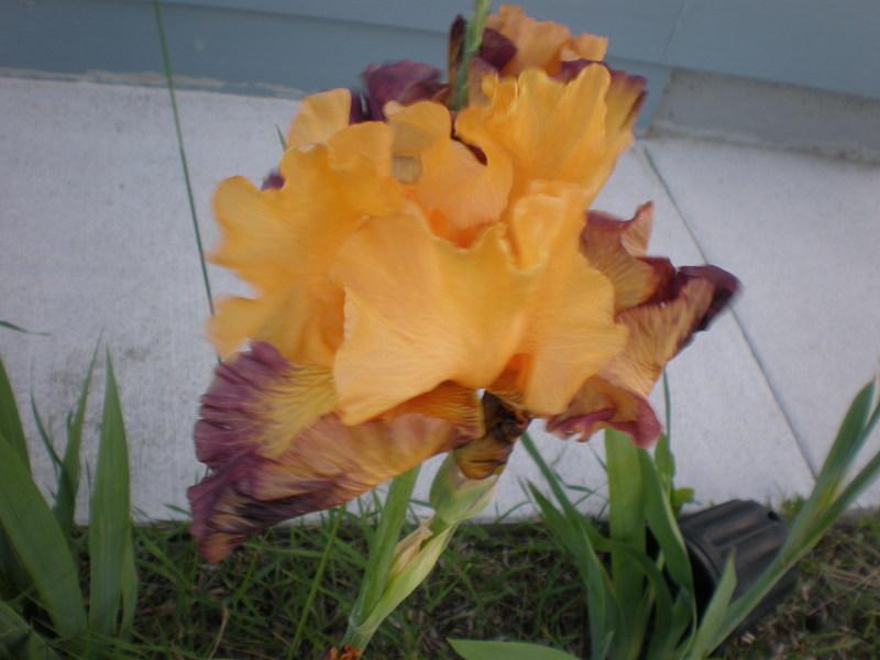 Photo of Tall Bearded Iris (Iris 'Jazz Band') uploaded by STEPHANIEKING