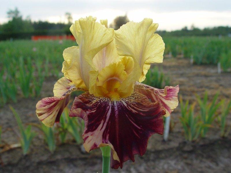 Photo of Tall Bearded Iris (Iris 'Ziggy') uploaded by irisloverdee