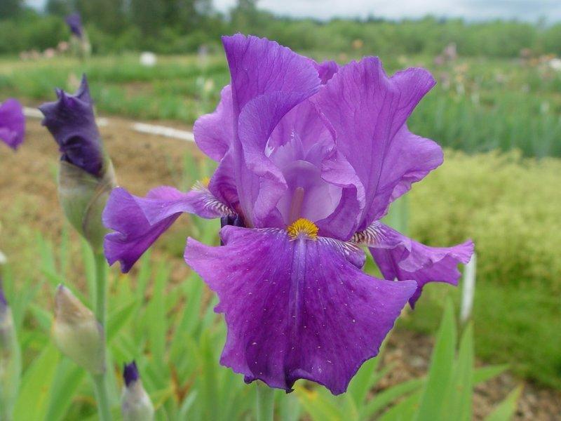 Photo of Tall Bearded Iris (Iris 'Pennellata') uploaded by irisloverdee