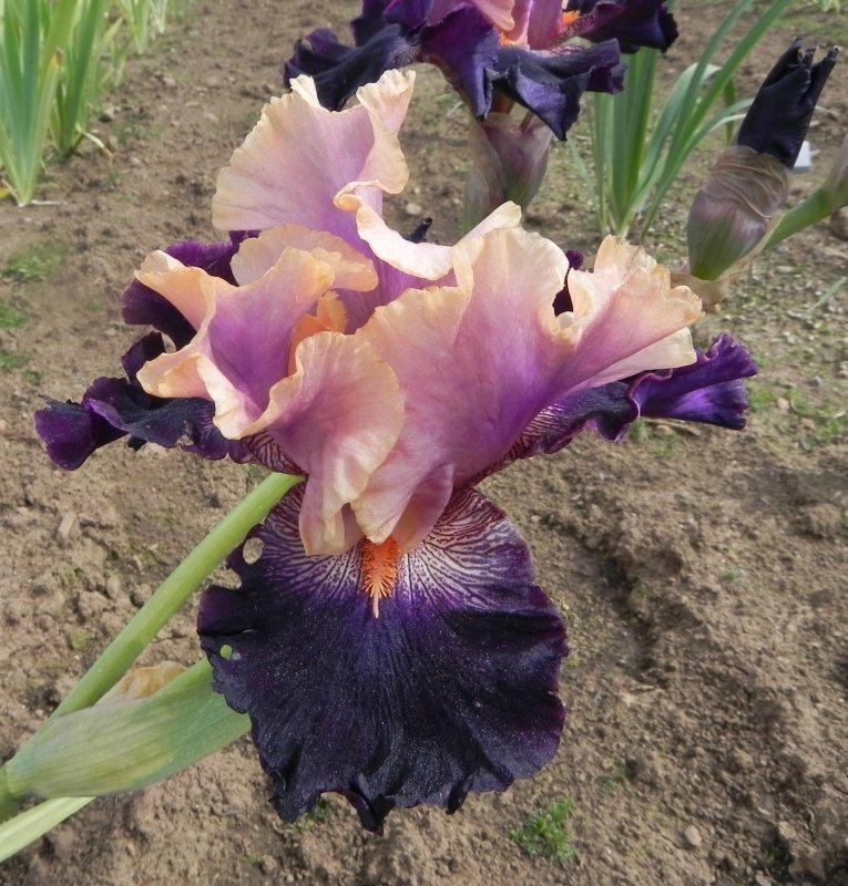 Photo of Tall Bearded Iris (Iris 'Fancy Lover') uploaded by irisloverdee