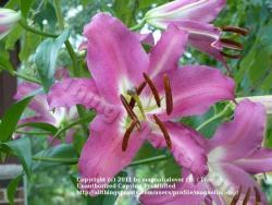 Thumb of 2011-07-18/magnolialover/469198