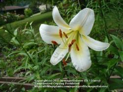 Thumb of 2011-07-18/magnolialover/d8e3b1