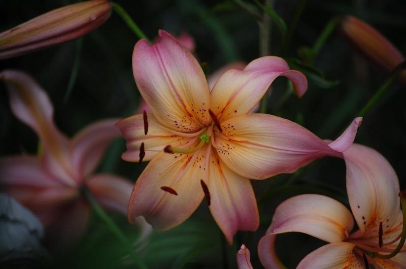 Photo of Lily (Lilium 'Salmon Twinkle') uploaded by pixie62560