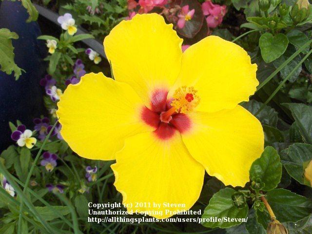 Photo of Tropical Hibiscus (Hibiscus rosa-sinensis 'Sunny Wind') uploaded by Steven