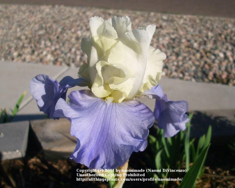 Photo of Tall Bearded Iris (Iris 'Stairway to Heaven') uploaded by naomimade