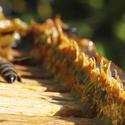 Honey Bees in the Garden:  Propolis aka Bee Glue